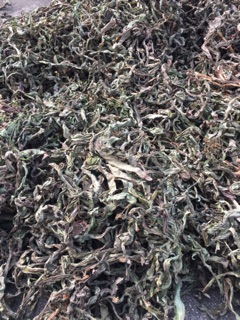 Lá Bồ công anh khô. (500g)