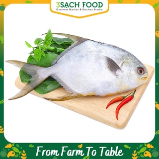 Cá Chim Trắng Lớn Size - 800g - 1kg/con