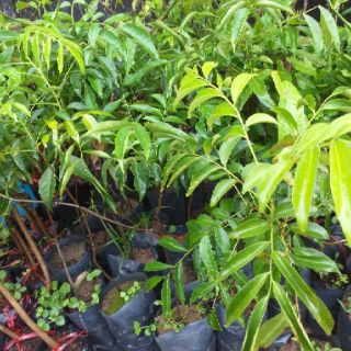 bầu mắc mật ( cây hồng bì) cây đẹp, cao 40-50cm,