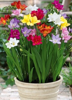 Củ lan nam phi nhiều màu rất đeph