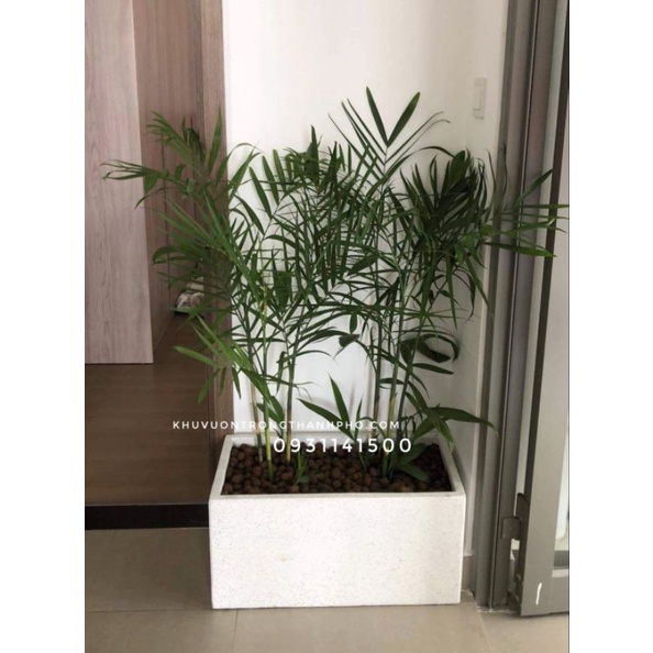 Chậu xi măng đá mài chữ nhật 60x30x30cm , chậu xi măng đá mài trồng cây