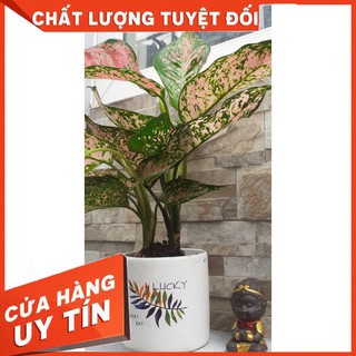 CÂY VẠN LỘC ĐỎ chậu SỨ ĐỨNG - Cây cảnh đẹp phong thủy để bàn Free ship toàn quốc