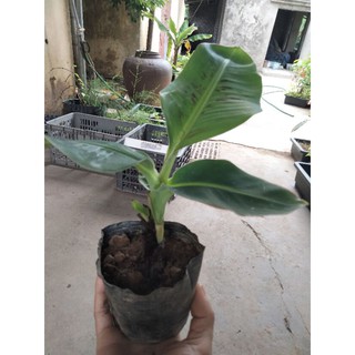 Cây chuối cảnh mini (hàng nhập khẩu)