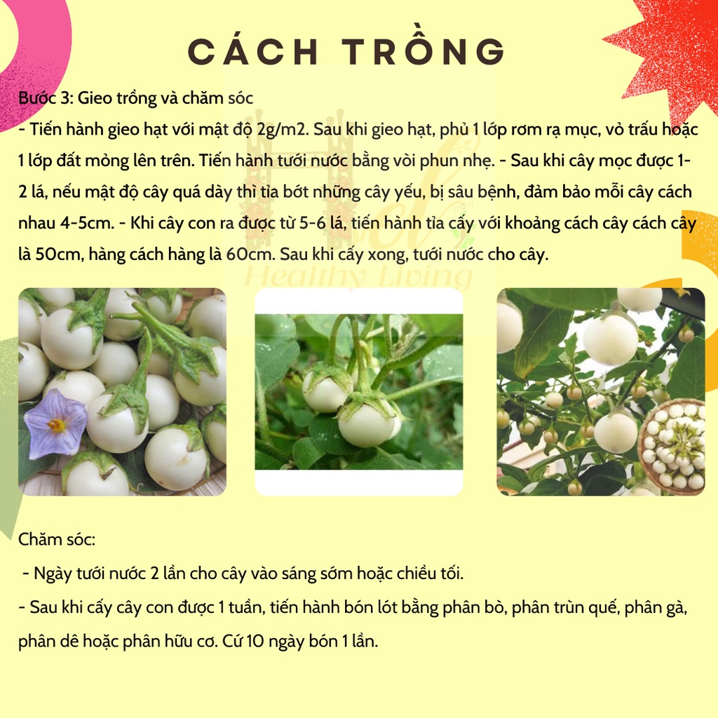 Hạt Giống Cà Pháo Trắng F1 Cao Sản - Trồng Hạt Giống Rau Củ Quả Bằng Đất Sạch, Xơ Dừa, Mùn Dừa Và Phân Bón Hữu Cơ