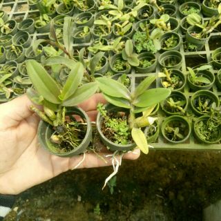 Trầm blue cây giống