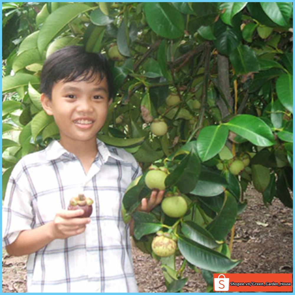Cây măng cụt chuẩn giống F1, cây con khỏe mạnh không sâu bệnh dễ cho quả - Vườn Xanh Việt