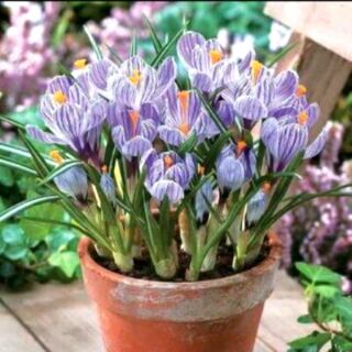 Củ giống hoa nghệ tây (5 & 10 củ)