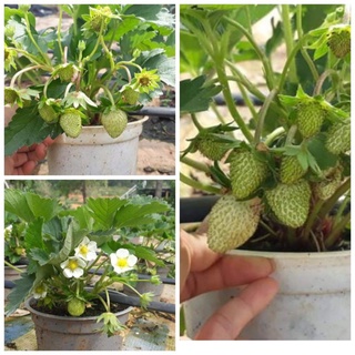 cây dâu tây đang hoa và quả