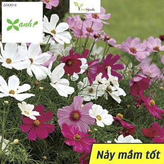 🌻🌷 Hạt giống Hoa Cánh Bướm Nhiều Màu -  Gói 100 Hạt - Vào Mùa Ra Hoa Tết