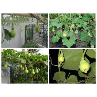 HẠT GIỐNG BẦU HỒ LÔ MINI