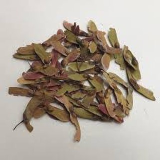 Hạt giống Phong Lá Đỏ 10 hạt dễ trồng