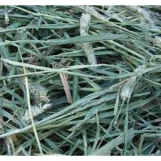 Cỏ timothy Canada 1kg