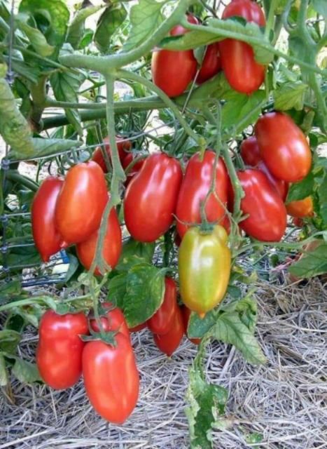 Hạt giống cà chua chuối đỏ nhập khẩu Mỹ