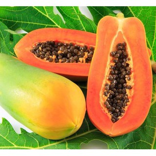 Gói 5 hạt giống đu đủ F1 ruột đỏ hồng phi