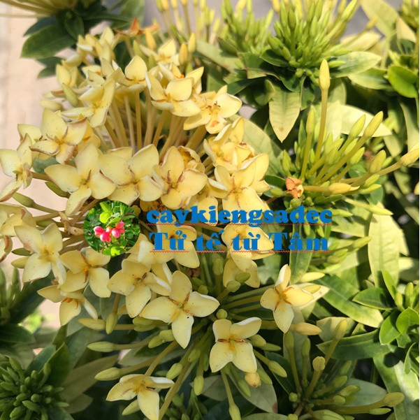 caykiengsadec cây trang vàng siêu bông + tặng phân bón - hoa kiểng lá - trang trí nội thất cảnh quan sân vườn ngoài trời
