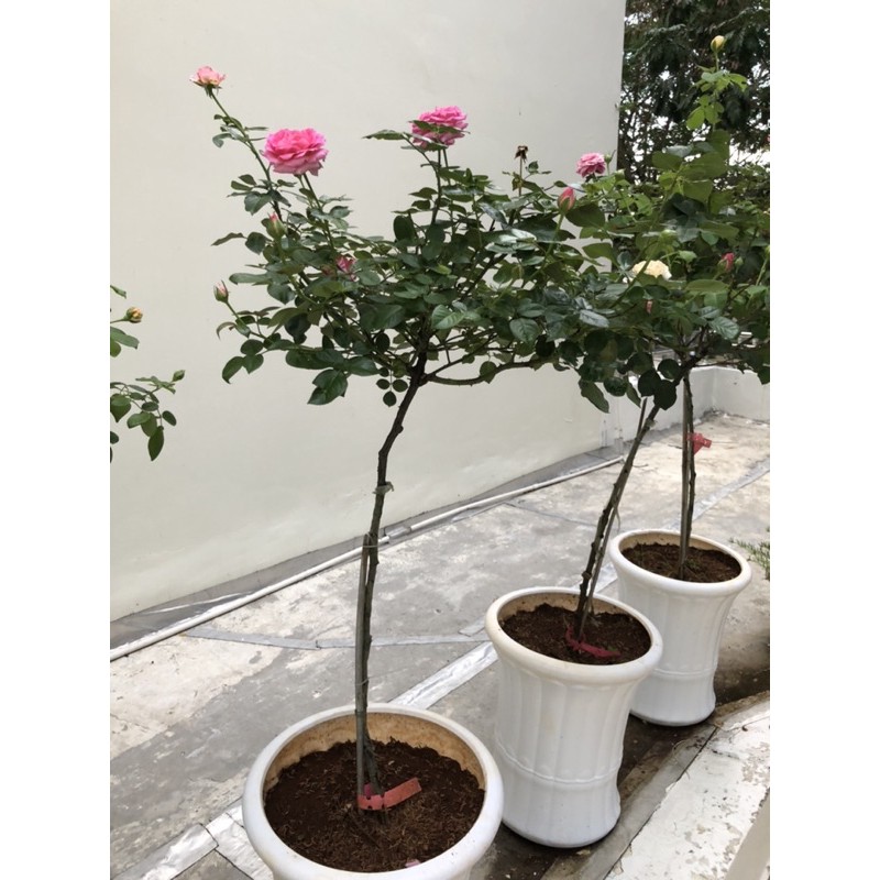 Tree  Lafont  Rose