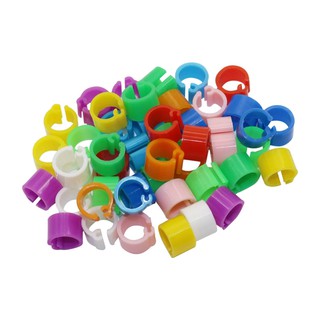 200 Vòng Nhẫn 6mm Cho Chim Bồ Câu