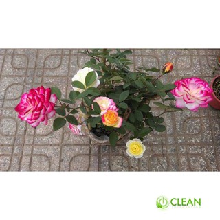 Hạt giống Hồng tỉ muội nhiều màu (20 hạt)