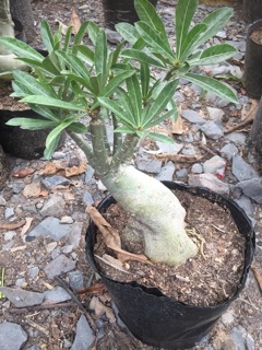 Hoa Sứ Kim Lân