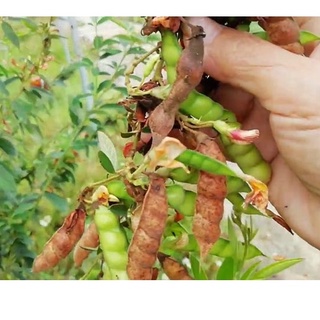 Hạt giống cây đậu săng kns3 - gói 500gram