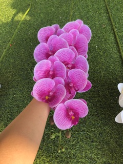 HOA LAN HỒ ĐIỆP 9 BÔNG