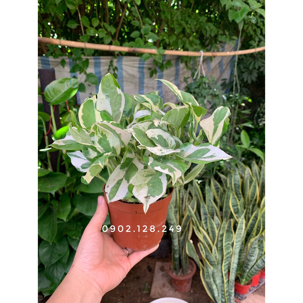 Cây trầu bà sữa- trầu bà cẩm thạch chậu nhựa