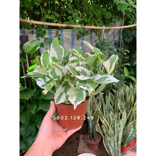 Cây trầu bà sữa- trầu bà cẩm thạch chậu nhựa