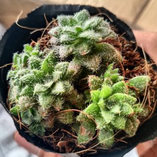 Sen đá sedum lông