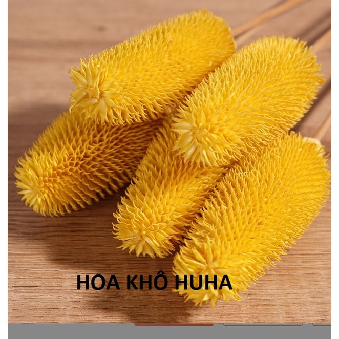 Hoa khô TEASEL trang trí nhà cửa