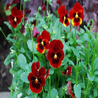 100 Hạt giống hoa pansy xanh