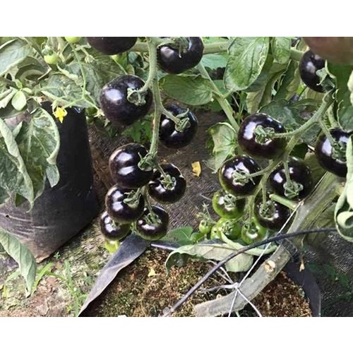 30 Hạt Giống Cà chua Cherry đen F1 Sáng Bóng Sai Quả