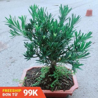 Chậu Tùng Vạn Niên Size Lớn