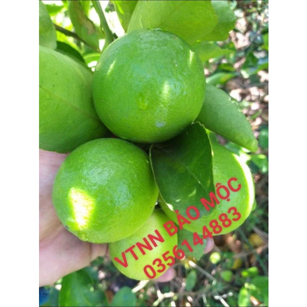 Phân bón SIÊU LỚN TRÁI CHANH  - to trái, bóng trái, nặng ký, Chuyên dùng cho cây có múi:Chanh, Bưởi, Cam, Quýt...