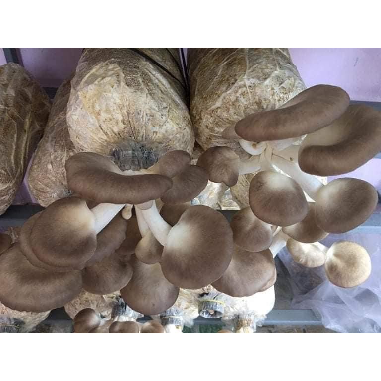 Phôi nấm Bào ngư xám