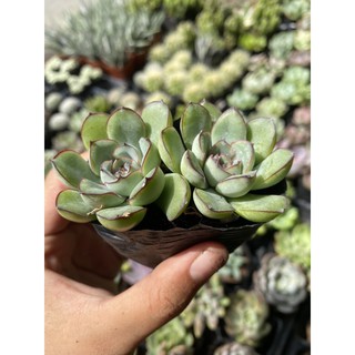Sen Đá Viền Lửa 5cm