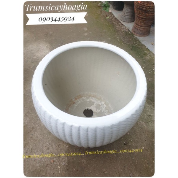 Chậu sứ trắng trồng cây thật,cây giả đẹp C: 26cm- Rm:33cm- Trumsicayhoagia