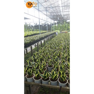 Cây lưỡi hổ thái mini