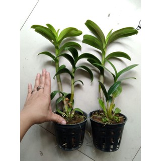 Lan denro nắng tím Huế hoa thơm