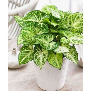 sét 5 cây muống nhật
