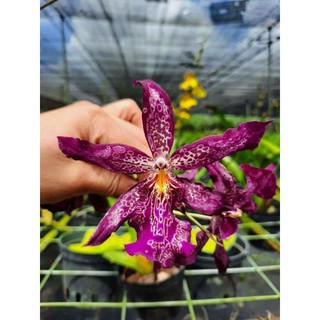 Hao lan vũ nữ hồ ly tím - cây giống