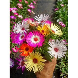 Hạt HOA CÚC cầu vồng (Cúc Mê Sa) nhiều màu - Gói 0,5 gram