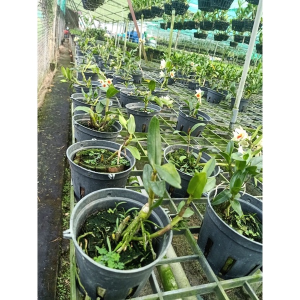 Hoa Lan Damari hoa thơm chậu đang hoa