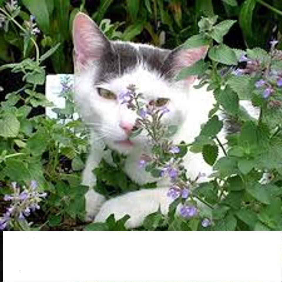 Gói 50 Hạt Giống Cỏ Mèo/ Bạc Hà Mèo Catnip KHUYẾN MẠI SHOP MỚI HẠ GIÁ SỈ
