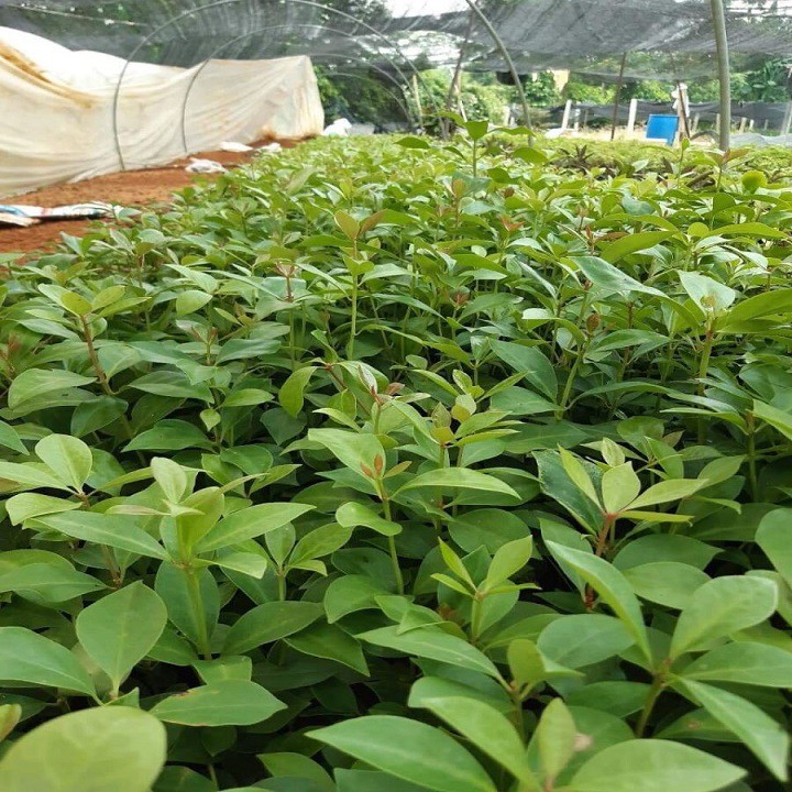 Mua giống cây hoa hồi cùng cây giống Tam Đảo