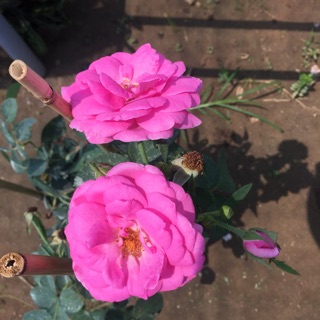 Hồng cổ Son môi