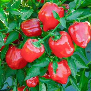 Hạt Giống Ớt chuông đỏ 10 Hạt/ Gói