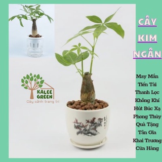 Cây Kim Ngân Chậu Thủy Sinh+Chậu Sứ 1 Thân, 3 Thân Đuổi Muỗi,Lọc Không Khí | Kalee Green