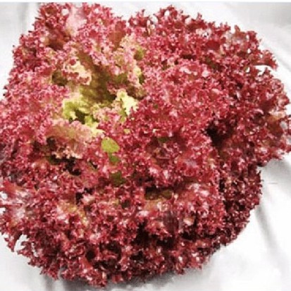 Hạt giống Xà lách xoăn tím -Khối lượng: 0.5 gr - DC