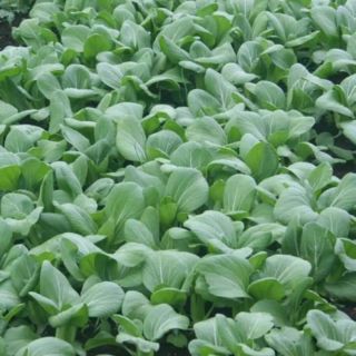 HẠT GIỐNG CẢI THÌA THÁI LAN