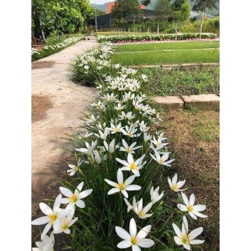 Củ giống huệ mưa trắng